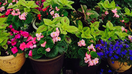 Mother's Day Flower Pot Sale