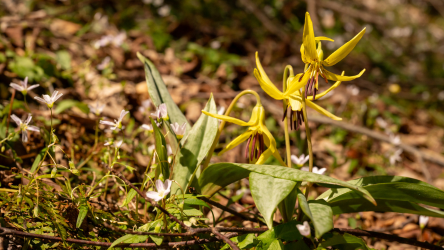 Trout Lily Walk at Spring Creek Forest Preserve